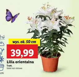 Lidl Lilia Ok oferta