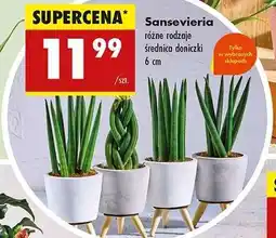 Biedronka Sansevieria oferta