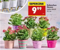 Biedronka Kalanchoe Queen oferta