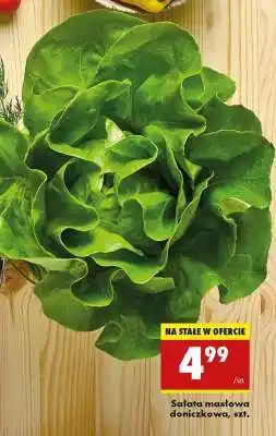 Biedronka sałata masłowa doniczkowa szt oferta
