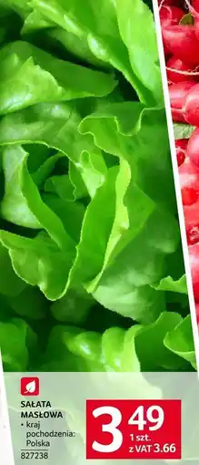 Selgros Sałata masłowa szt. Selgros oferta