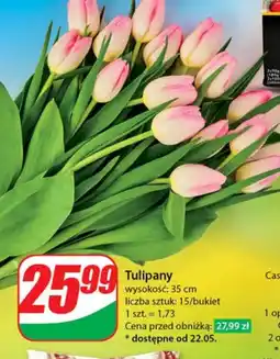 Dino Tulipany oferta