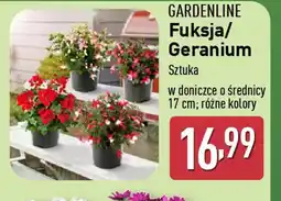 ALDI Gardenline fuksja/ geranium oferta