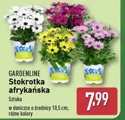 ALDI Gardenline stokrotka afrykańska oferta