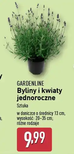 ALDI Gardenline byliny i kwiaty jednoroczne oferta