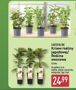 ALDI Gardenline krzew rośliny jagodowej/ roślina owocowa oferta