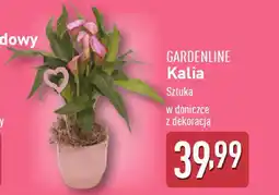 ALDI Gardenline kalia oferta