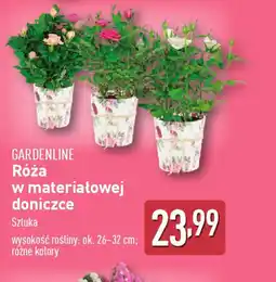ALDI Gardenline róża w materiałowej doniczce oferta