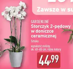 ALDI Gardenline storczyk 2-pędowy w doniczce ceramicznej oferta