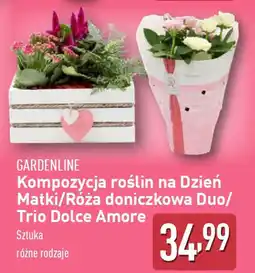 ALDI Gardenline kompozycja roślin na dzień matki oferta