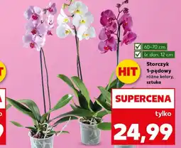 Kaufland Storczyk Hit oferta