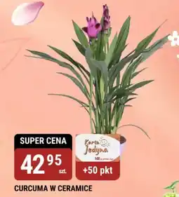 bi1 Curcuma w ceramice oferta