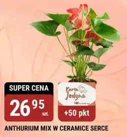 bi1 Anthurium mix w ceramice serce oferta