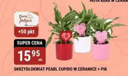 bi1 Skrzydłokwiat pearl cupido w ceramice + pik oferta