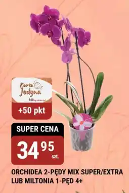 bi1 Orchidea 2-pędy mix super/extra lub miltonia 1-pęd 4+ oferta