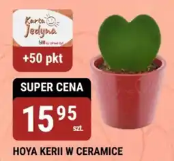 bi1 Hoya kerii w ceramice oferta