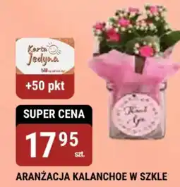 bi1 Aranżacja kalanchoe w szkle oferta