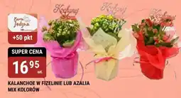 bi1 Kalanchoe w fizelinie lub azália mix kolorów oferta