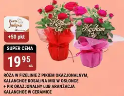 bi1 Róża w fizelinie z pikiem okazjonalnym oferta