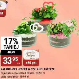 bi1 Kalanchoe i hedera w szklanej paterze oferta