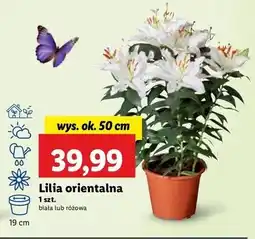 Lidl Lilia orientalna 50 cm biała oferta