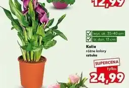 Kalia śr. 13 cm