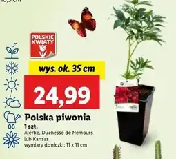 Lidl Piwonia oferta