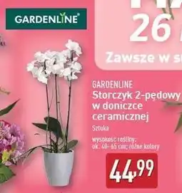 ALDI Storczyk 2-pędowy Gardenline oferta