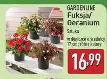 ALDI Geranium śr. don. 17 cm Gardenline oferta