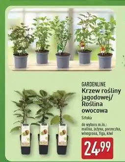 ALDI Pnącza kiwi Gardenline oferta