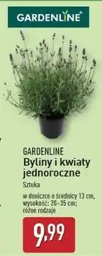 ALDI Byliny jednoroczne 13 cm Gardenline oferta
