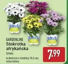 ALDI Stokrotka afrykańska don. 10.5 cm Gardenline oferta
