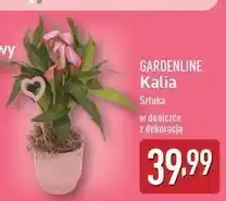 ALDI Kalia Gardenline oferta