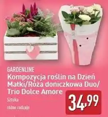 ALDI Róża trio dolce amore Gardenline oferta
