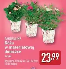 ALDI Róża w doniczce Gardenline oferta