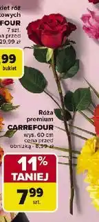 Carrefour Róża premium oferta