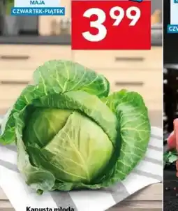 Lewiatan Kapusta młoda oferta
