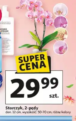 Auchan Storczyk oferta
