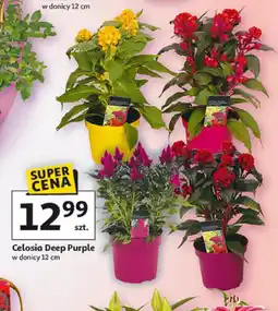 Auchan Celosia Deep Purple oferta