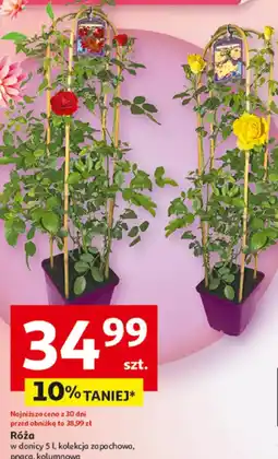 Auchan Róża oferta