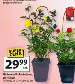 Auchan Róża wielkokwiatowa, parkowa oferta