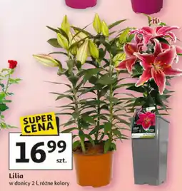 Auchan Lilia oferta