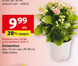 Auchan Kalanchoe oferta