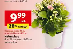 Auchan Kalanchoe 12 cm oferta