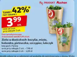 Auchan Zioła w doniczkach oferta