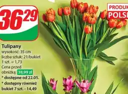 Dino Tulipany oferta