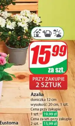 Dino Azalia oferta