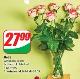 Dino Róże oferta