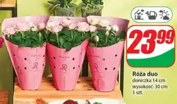 Dino Róża duo oferta