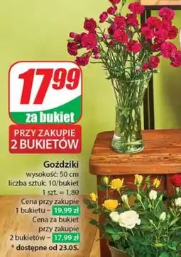 Dino Goździki oferta
